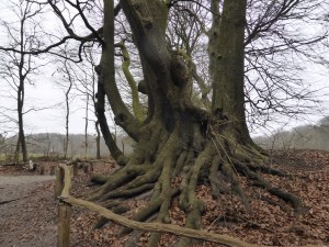20160315 10.22 Hulshorst wortelboom rondje veluwe