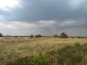 IMG_20180522_155747399_BURST000_COVER