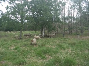 IMG_20180530_141811587