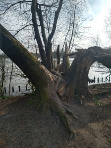 Deze afbeelding heeft een leeg alt-atribuut; de bestandsnaam is img_20210409_095541680_hdr.jpg