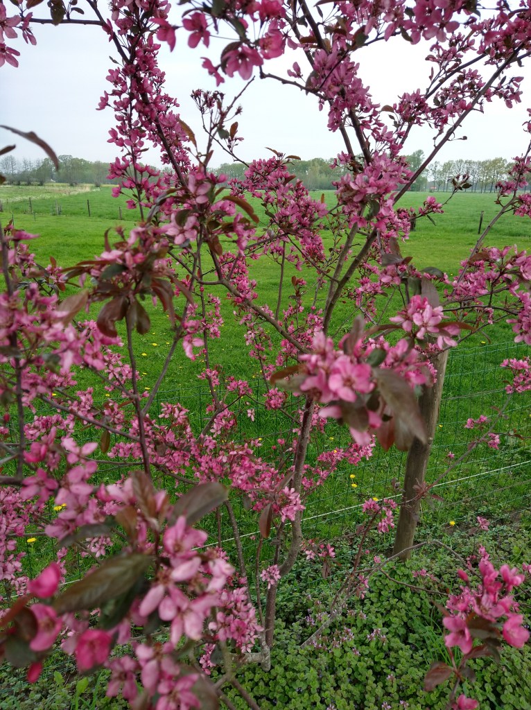 Deze afbeelding heeft een leeg alt-atribuut; de bestandsnaam is img_20210511_103442704_hdr.jpg